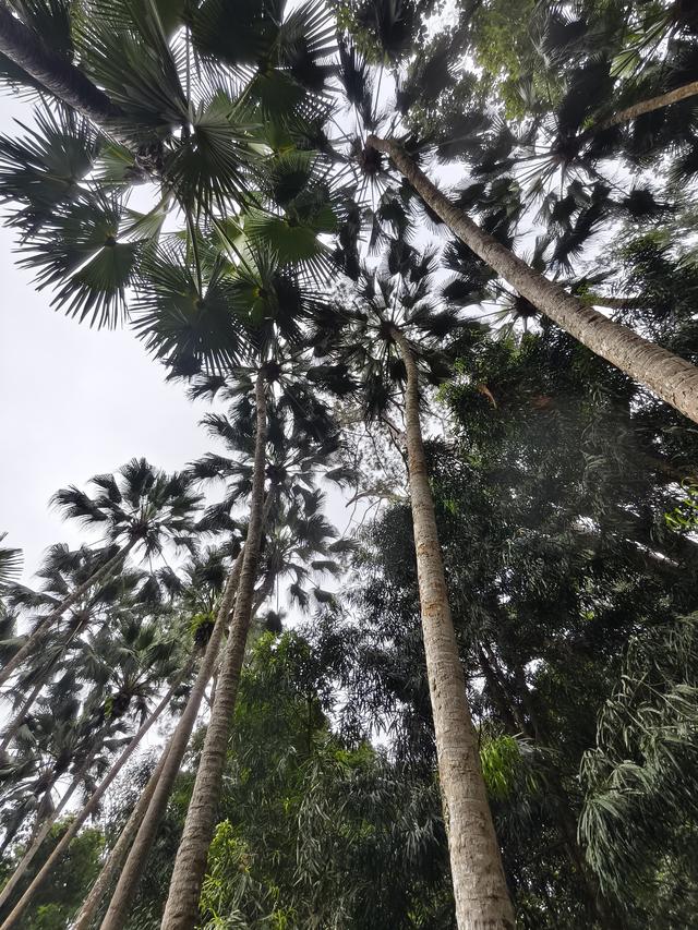 七绝·游森林园