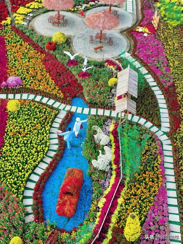 秋游射阳，这片菊海藏不住了！