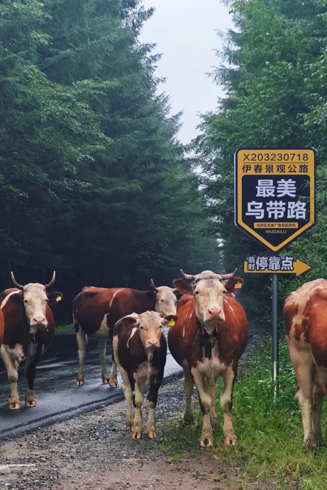 有多少年轻人自驾到伊春后被鹿揍过