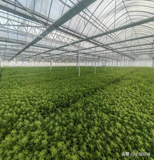 来复兴岛当一天快乐“岛民”