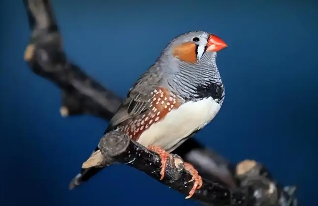 颠覆认知！10厘米小鸟竟有三层朋友圈，社交逻辑和人类神同步？