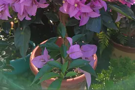 80%的花友养不好三角梅，最大问题是僵苗！四种情形须注意图片