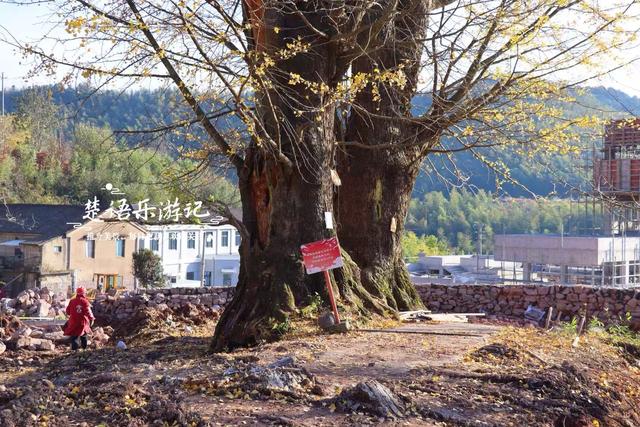 宁波这两棵千年银杏美如诗画，最近的境况却让人大吃一惊，很可惜