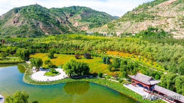 北山美丽园72亩孔雀草花朵绽放