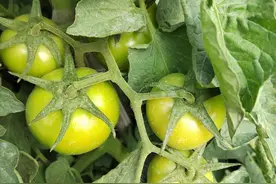 种菜老把式的心酸教训：乱摘底叶的亏，我替你们吃过了图片