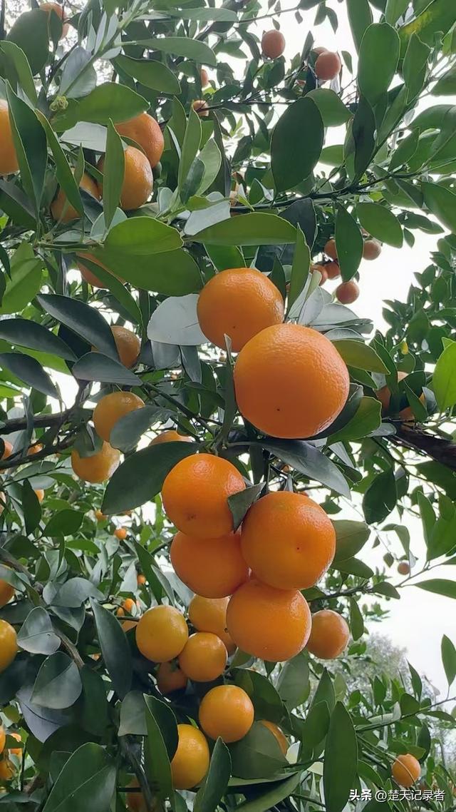 鄂州沙窝千秀谷庄园：亲子研学的自然课堂，欢乐成长的田园秘境