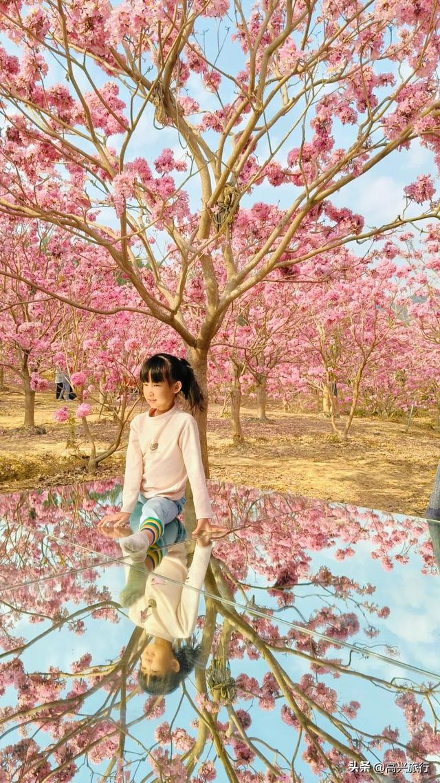 新会大泽绿美生态园太梦幻了，6000株紫花风铃开成童话花海