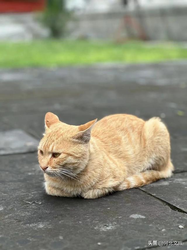 瓷嘟嘟带你游邢州古城啦！