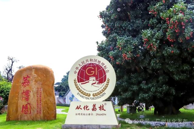 品晚熟荔枝、遛娃放风……广州从化这4条精品旅游线路全搞定!