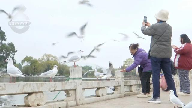 “人少不挤+暖阳鸥遇”，昆明“杀”进淡季旅游热门榜！
