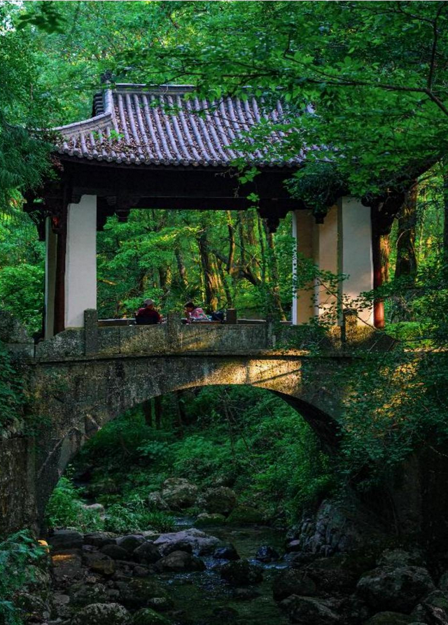 天目山秘境觉醒！用镜头解锁“大树王国”的N种打开方式