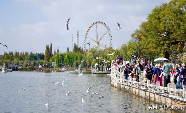 跟着滇超游昆明 | “鸥”然心动!打卡日记已备好,观鸥季精彩继续~