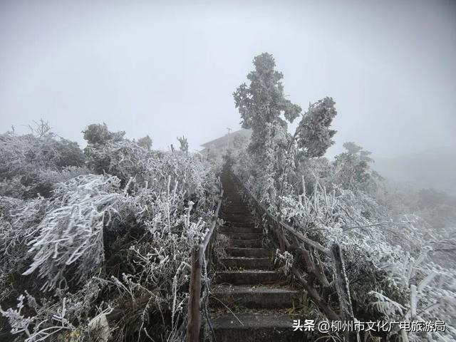 柳州冬日颜值交给雾凇负责！我只负责“哇塞！”+注意安全~