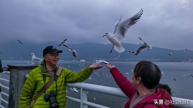 每日一景|漫步滇池湖畔·与海鸥共舞