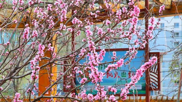 景绘高台春正好 踏青寻芳恰其时