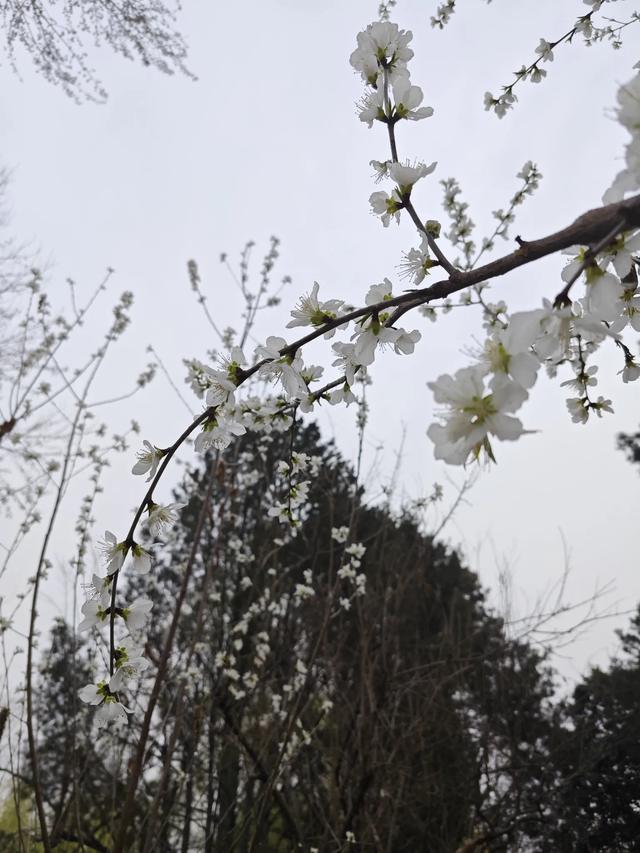 《让花成花》