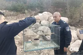 100余只获救鸟类重返蓝天！青岛警方：严禁非法猎捕、收售野生保护动物图片