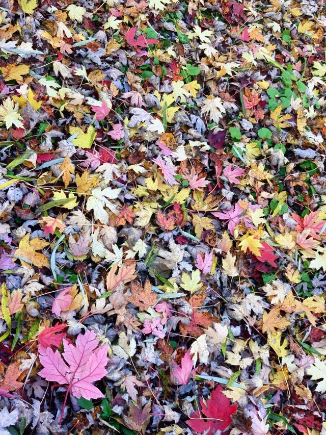 快看！京西福地门头沟已经满是秋天的颜色——