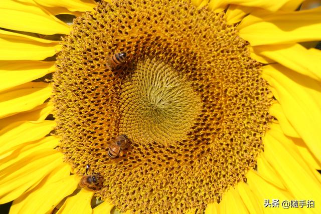 出站即入画，江苏苏州花桥地铁站向日葵花海浪漫触手可及