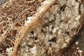 花盆底垫7样“宝贝”，植物疯长不烂根，别傻傻的只知道浇水了，试试它们吧！图片