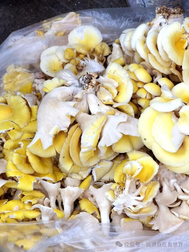 这个大集火爆出圈！