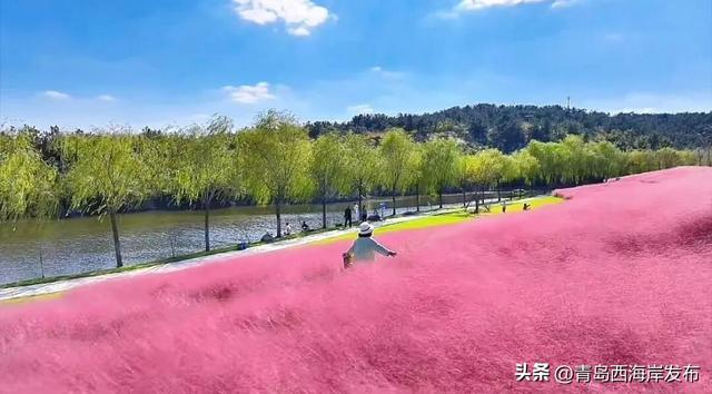 送票！西海岸这片梦幻花海开了！