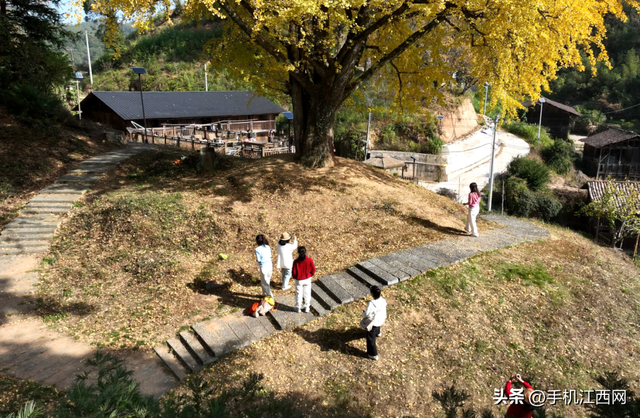 千年银杏“黄金雨”！江西这个小村私藏的初冬秘境，随手一拍就是大片！