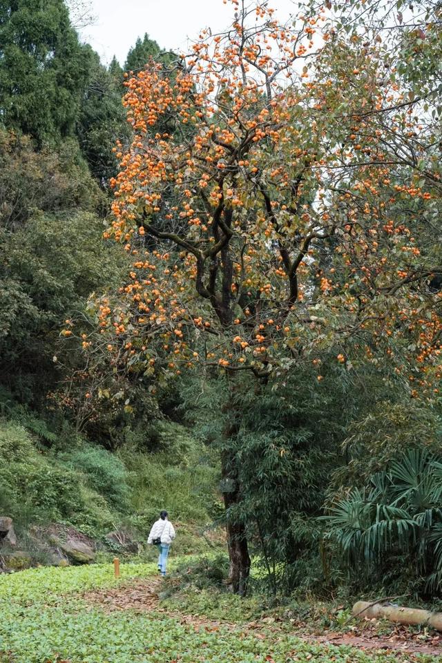 就这一口柿子，盼到冬天了！