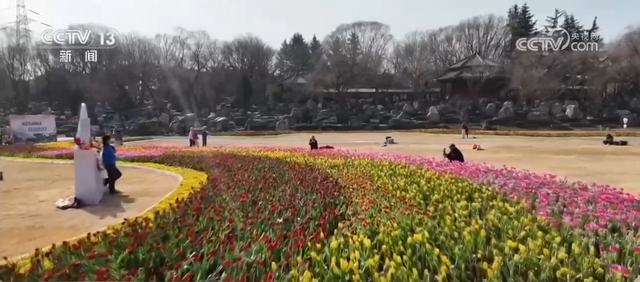 各地以“花”为媒点亮“美丽经济” 春日“颜值”加速转化为文旅“价值”