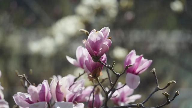 绝美！又是一年玉兰开