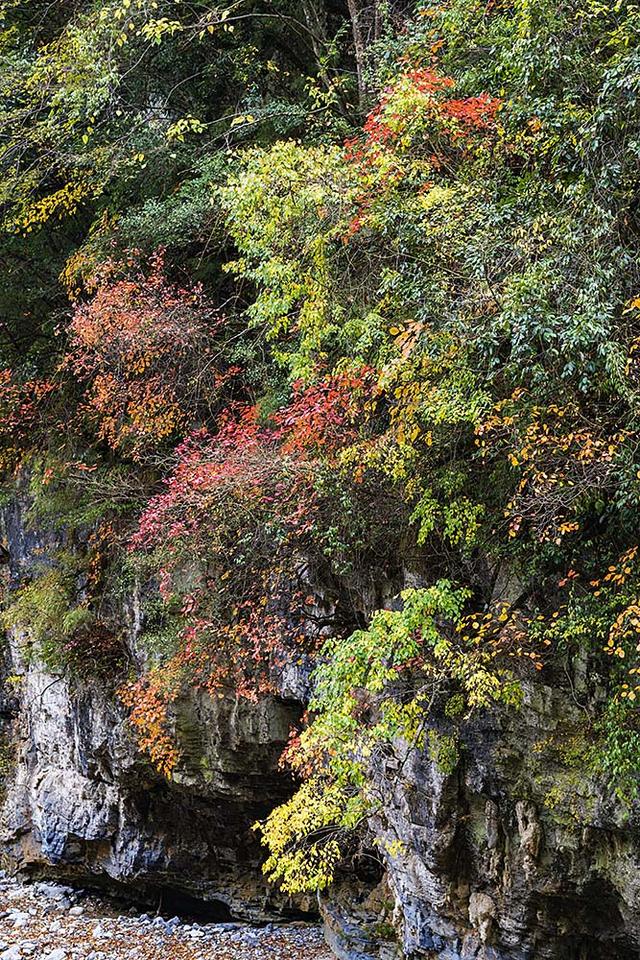 2024深秋四川行19 神农架风景区2 华中屋脊的五彩秘境