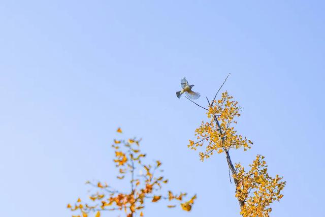 从从容容游刃有余!把江南的秋天“搬进”石景山——