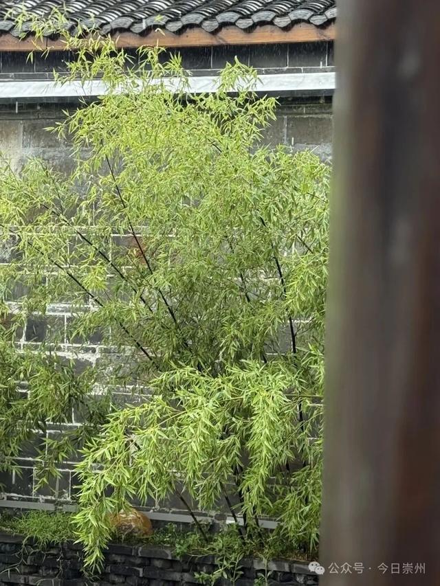 来正东街，尝枇杷茶煮的五花肉......
