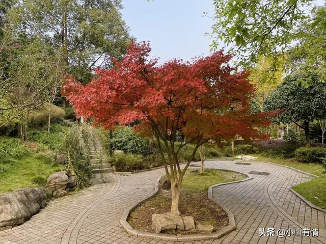 重庆的园博园，应该是全国的万园之园