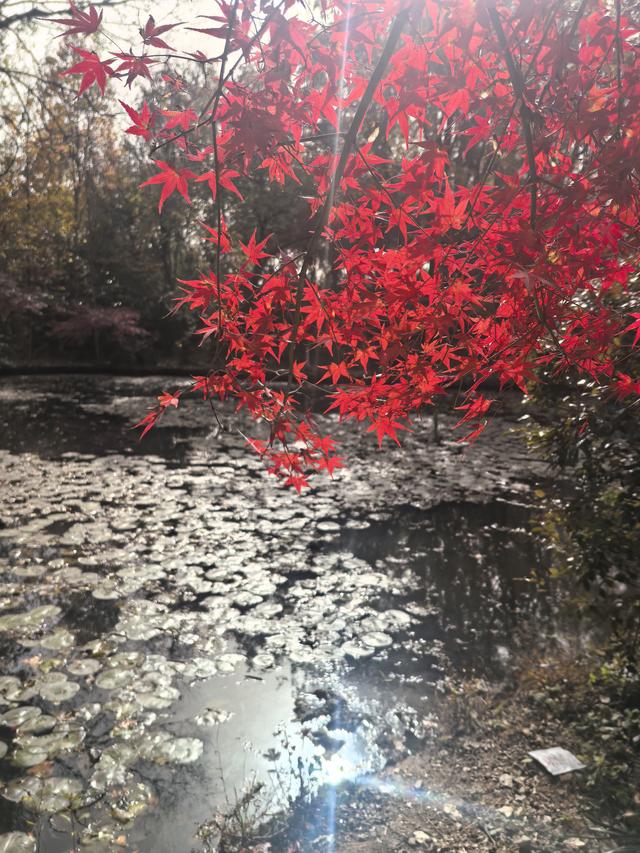 南京栖霞山一日徒步，游千年古刹，看漫山红叶