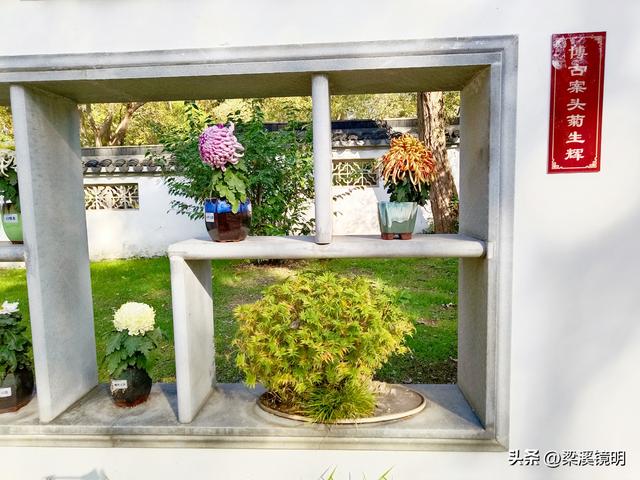 “中山秋韵，菊映盛世”，赏菊南京中山植物园（下）