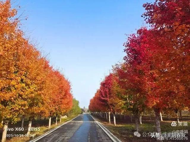 丹枫映秋，枫彩满楼｜申艳娟