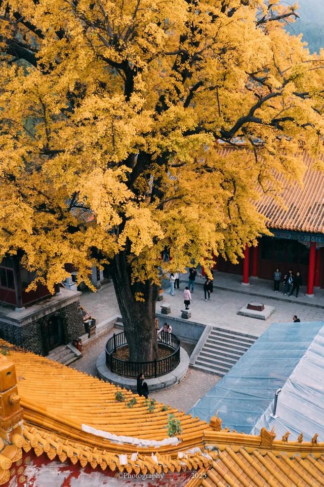 山东：时至初冬，银杏正当时