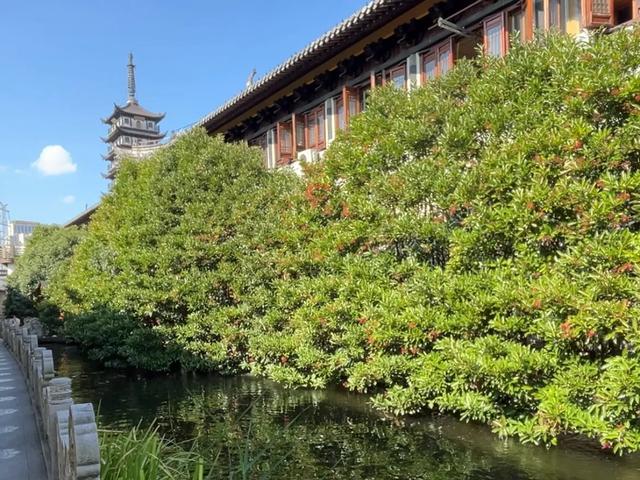 上海最美的寺庙之一,有800年历史却游客稀少!
