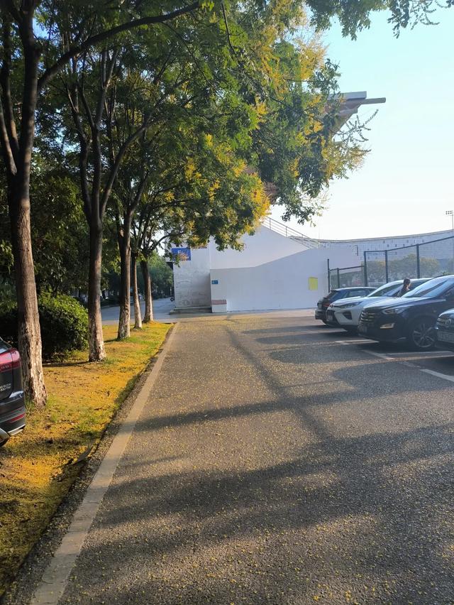 秋风起，栾花入梦来