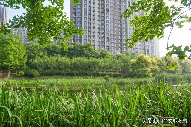 【乐游烟台】邂逅柳林河公园 开启生态宜居的森系时光