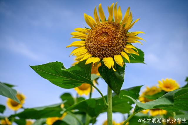 济南至孝堂山“向日葵花海直通车”开通啦，周末来奔赴一场金色浪漫～