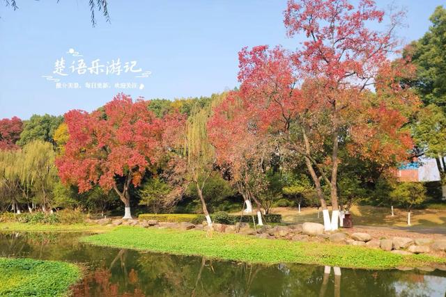 浙江宁波这个小园林被人忽略，但是银杏真是太美了，乌桕也是一绝