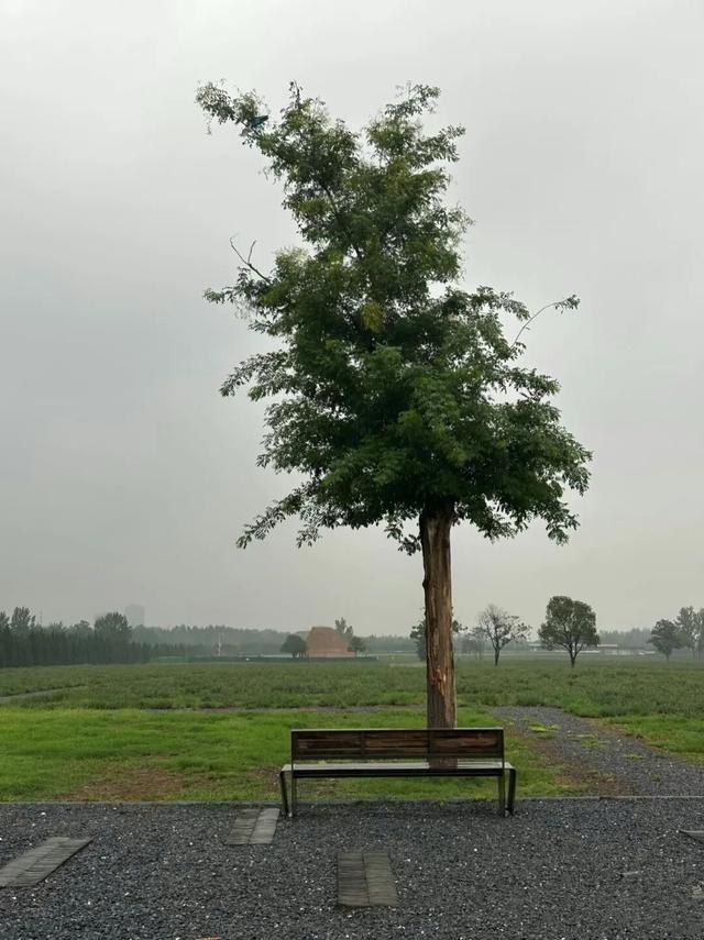 在未央，雨是历史的回响 也是生活的烟火