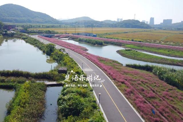 浙江宁波的港湾粉黛花海，山海风情很浓但游客不多，其实相当美丽
