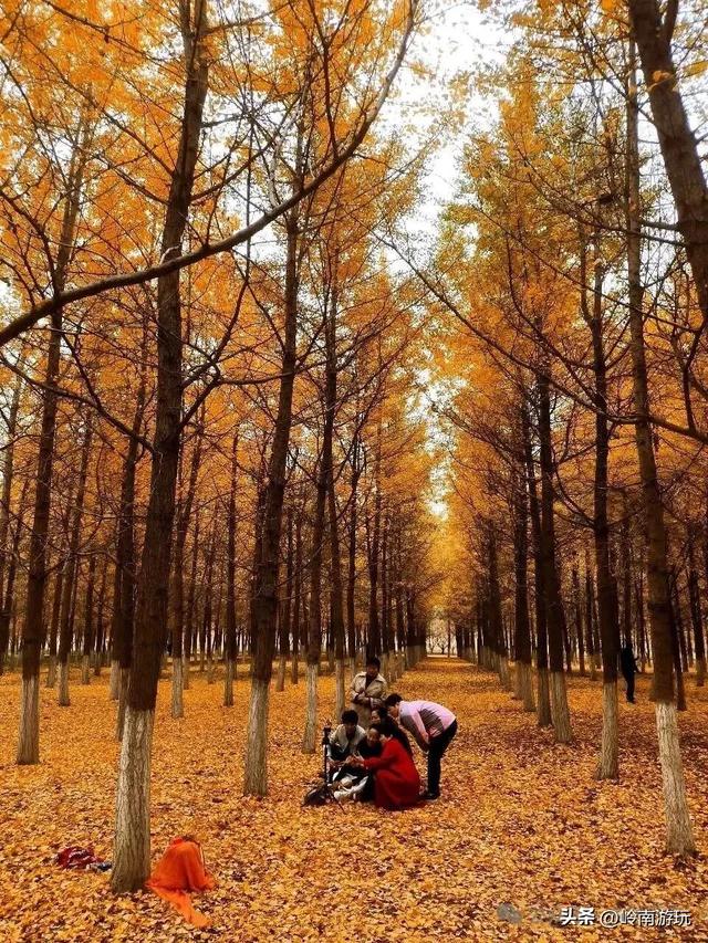 全部免费！渭河南河堤路赏秋攻略大全，那风景简直美爆了！