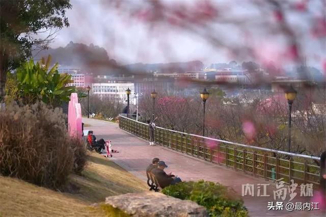 高铁穿花海!快来内江这个公园赏梅打卡