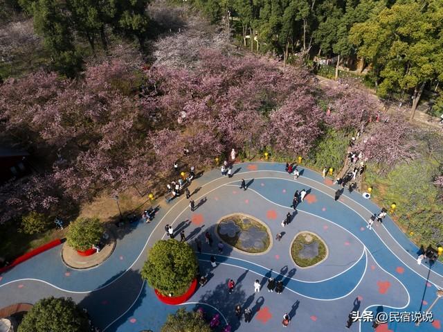 武汉赏樱花秘境，一篇告诉大家