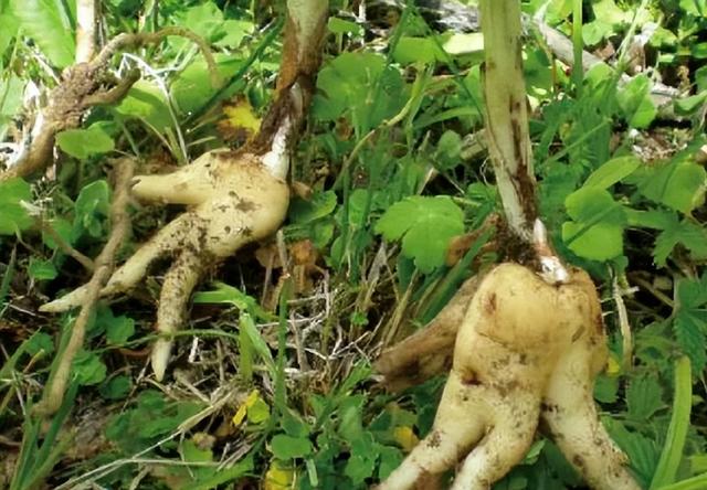 1株就犯法！四川女游客采一把“手参”，被阻拦后说很多人都在摘