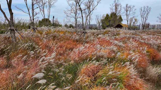 邂逅初冬！漫步郑州，在色彩斑斓中行走